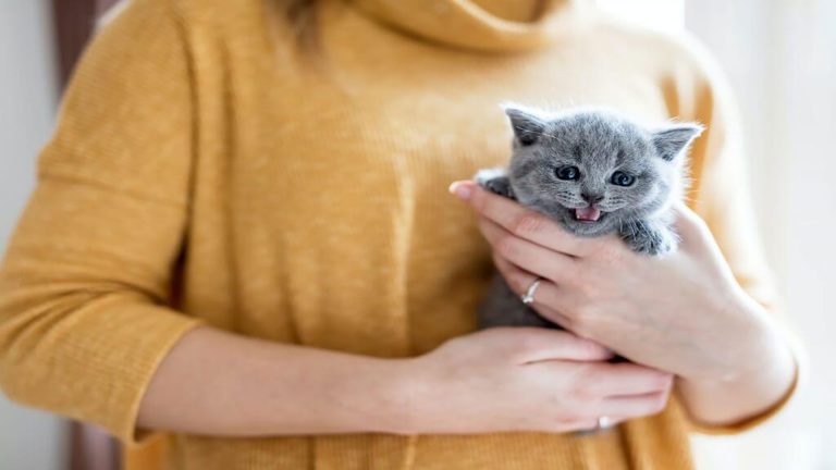 woman holding gray kitten