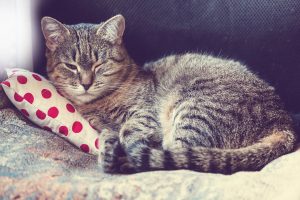 tabby cat laying on pillow
