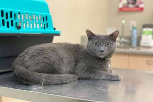 gray cat on exam table at vet's office