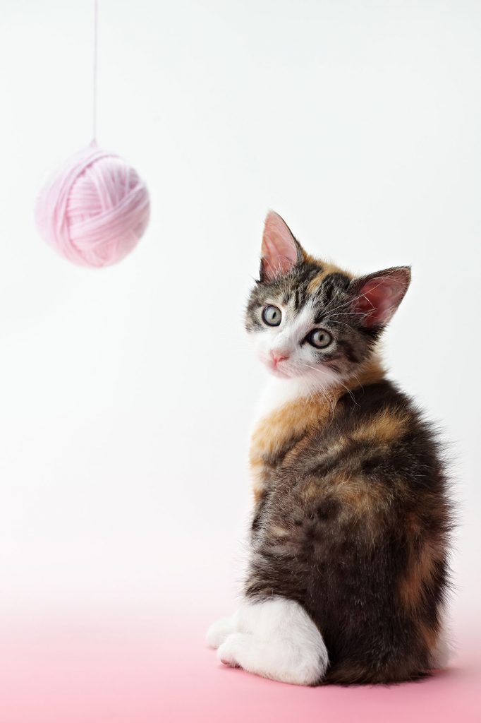 cat playing with a ball of yarn