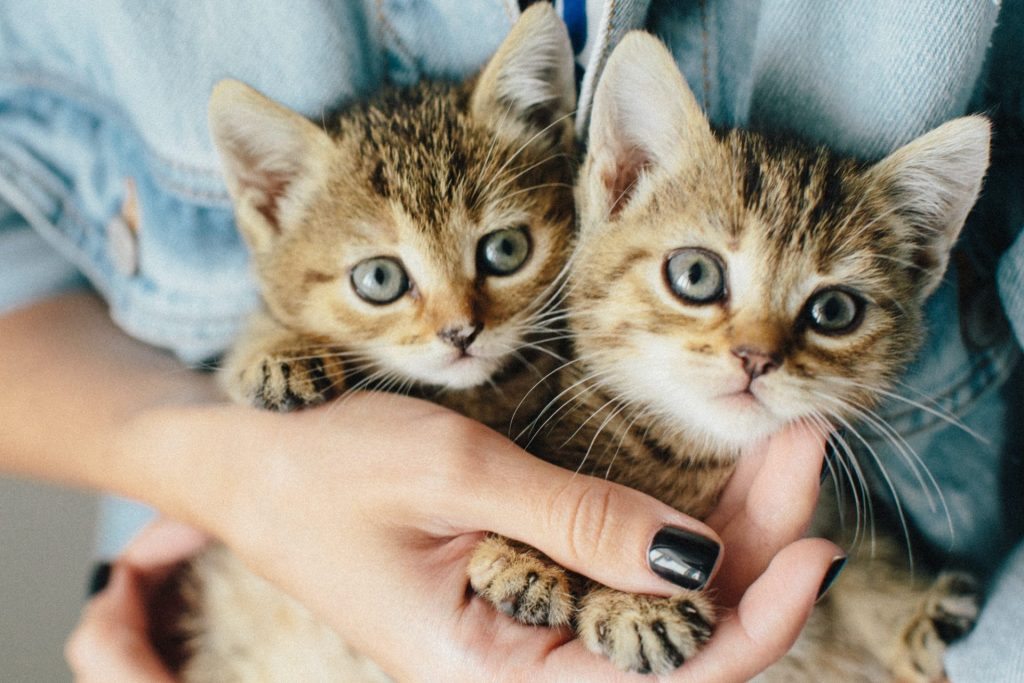 female holding 2 kittens