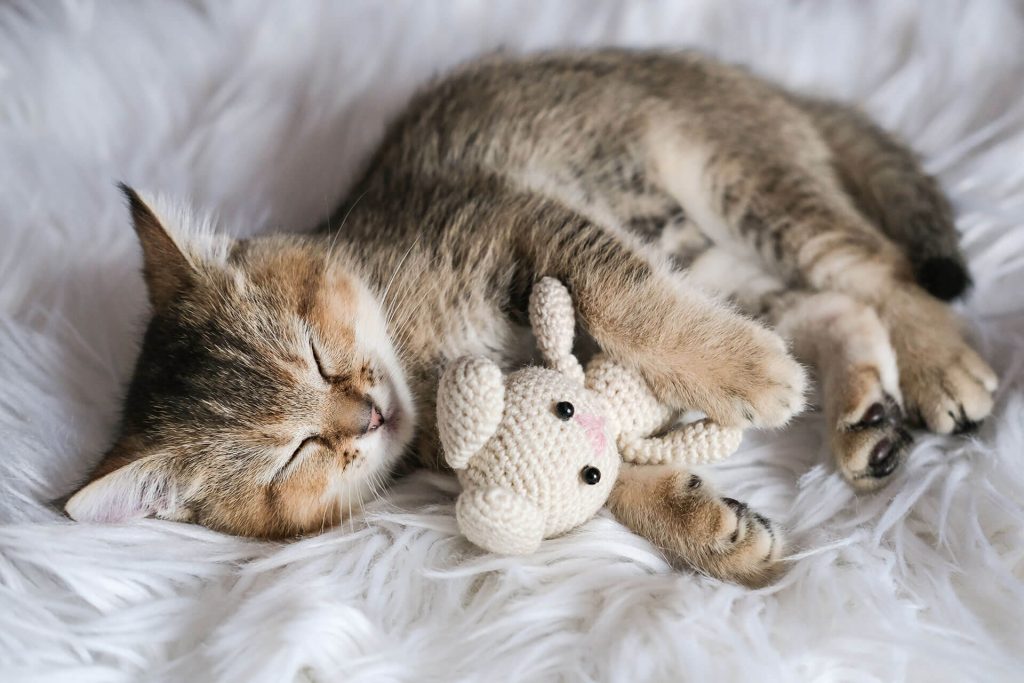 tabby kitten sleeping hugging a toy rabbit