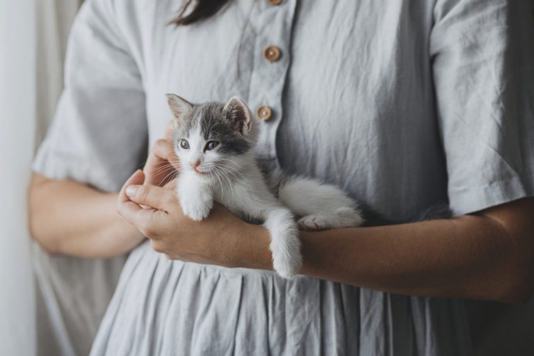 cute kitten in hands of woman