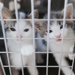 two kittens in a cage