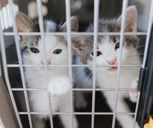 two kittens in a cage