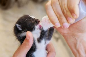 nursing a tiny baby kitten with a bottle