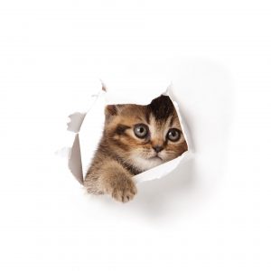 cat peeking out of tear in paper