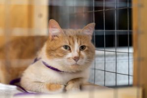 orange and white cat in a cage