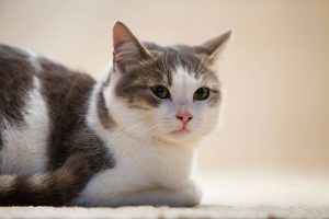 brown, black and white cat