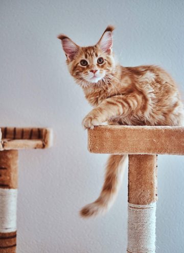 orange tabby kitten sitting on a cat tree